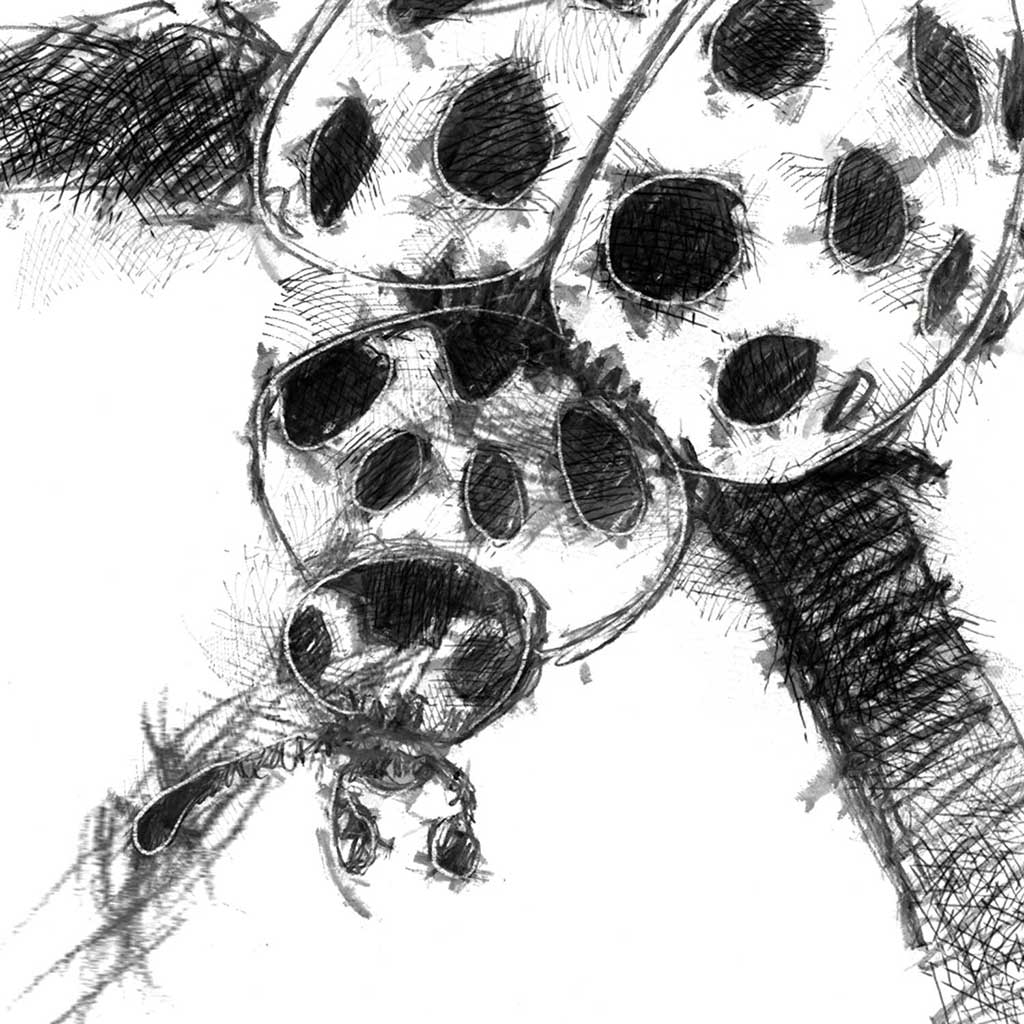 Ladybird