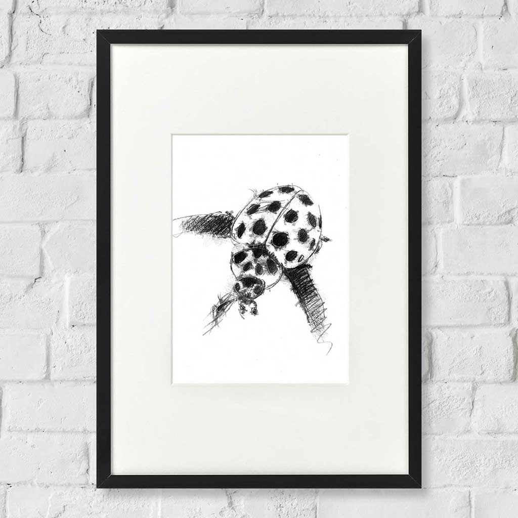 Ladybird
