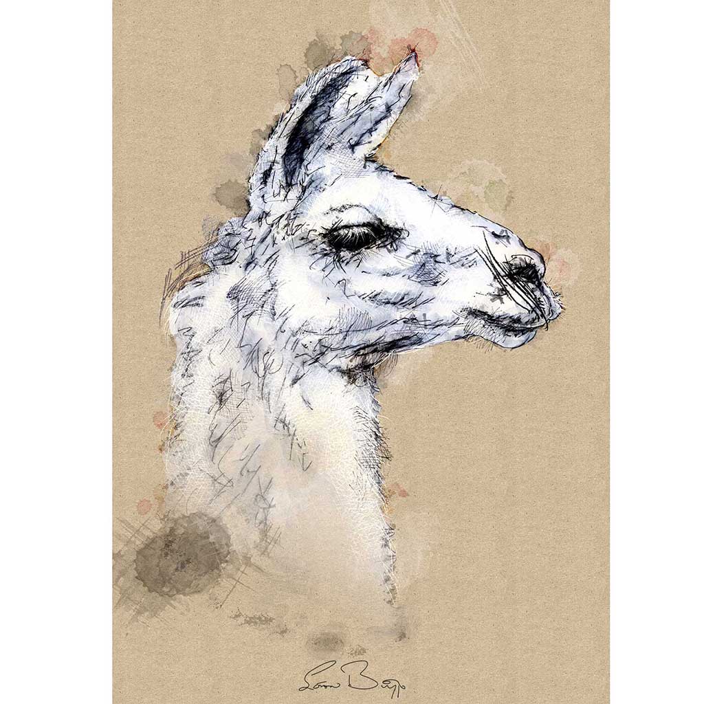 Lama