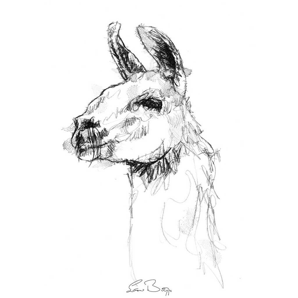 Lama