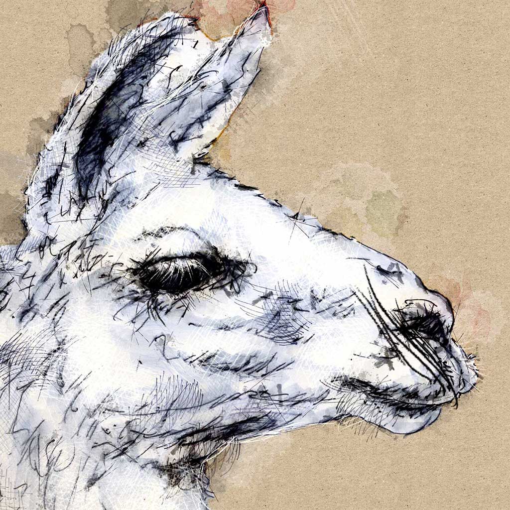 Lama