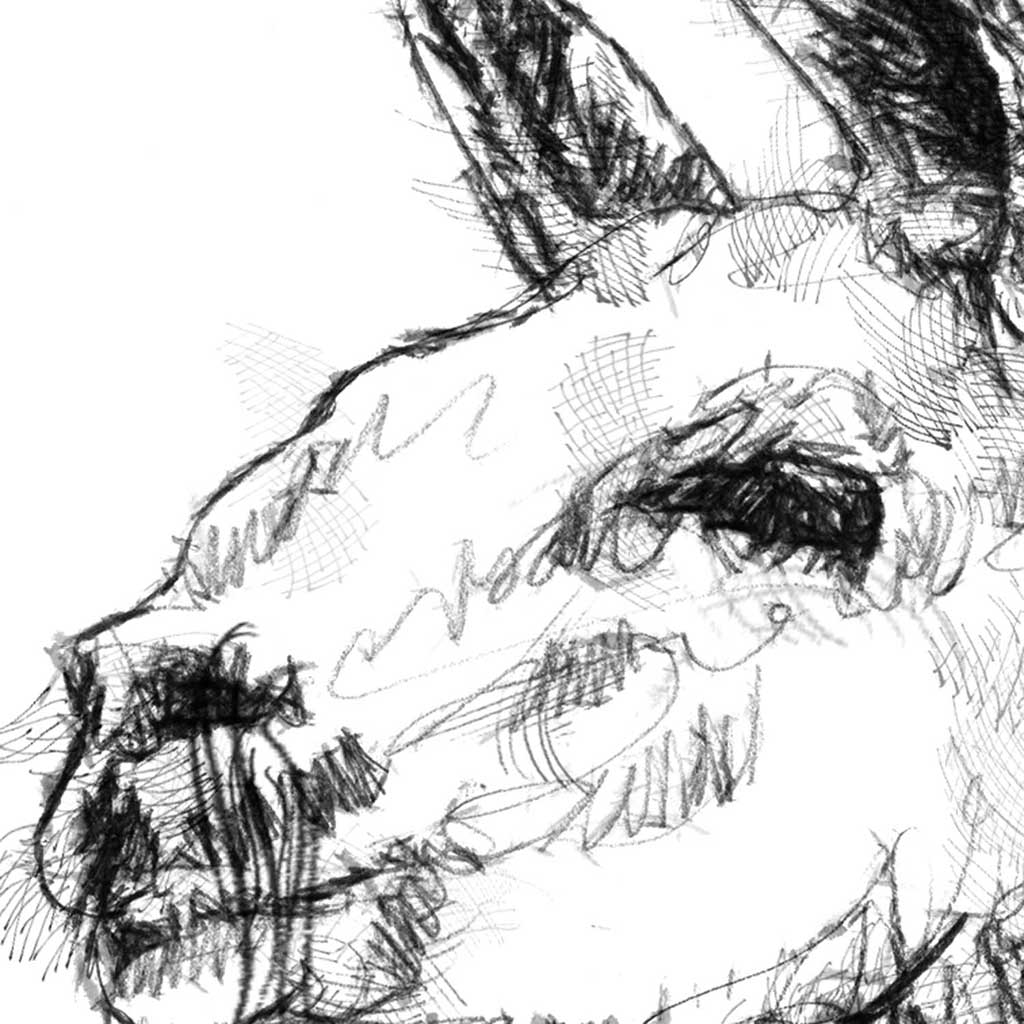 Lama