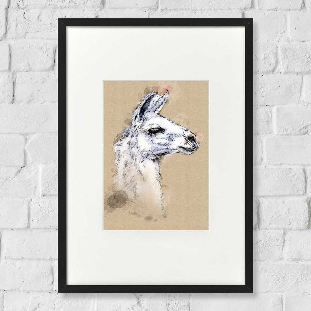 Lama