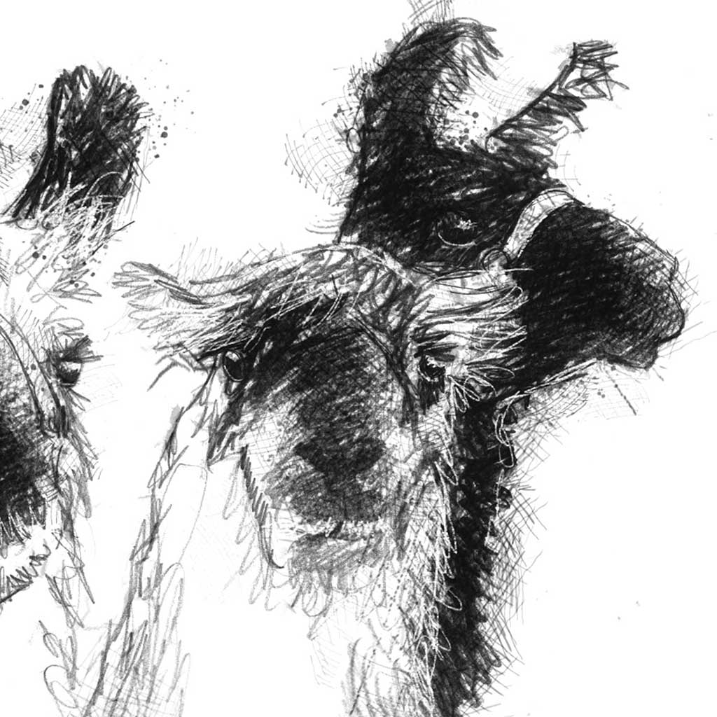 Three lamas