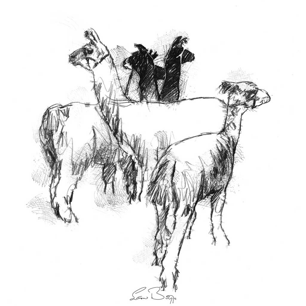 Lamas alert