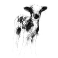 Spotted lamb