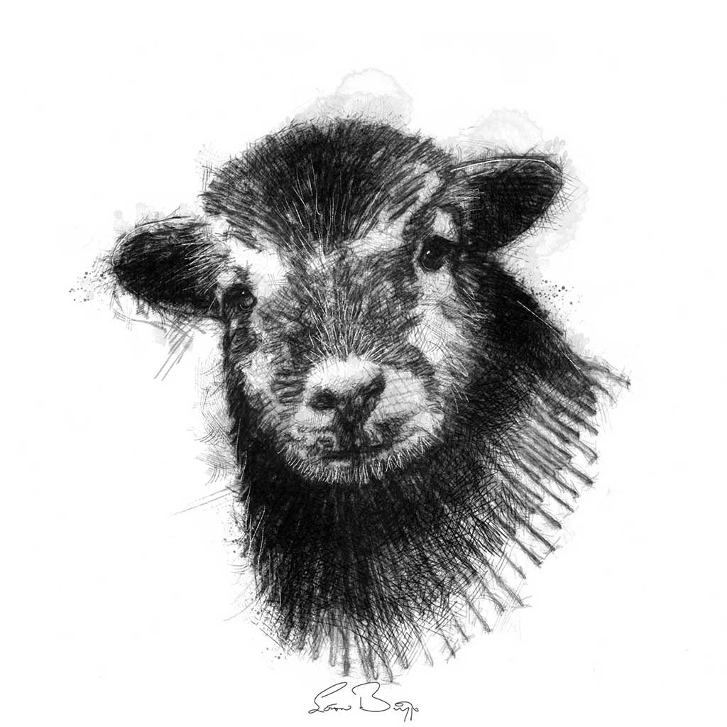 Herdwick Lamb