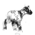 Speckled lamb