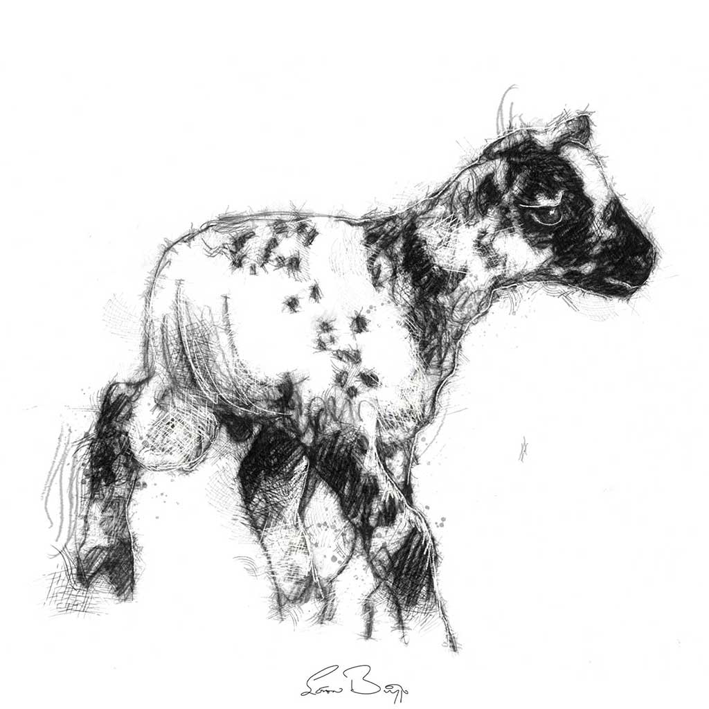 Speckled lamb