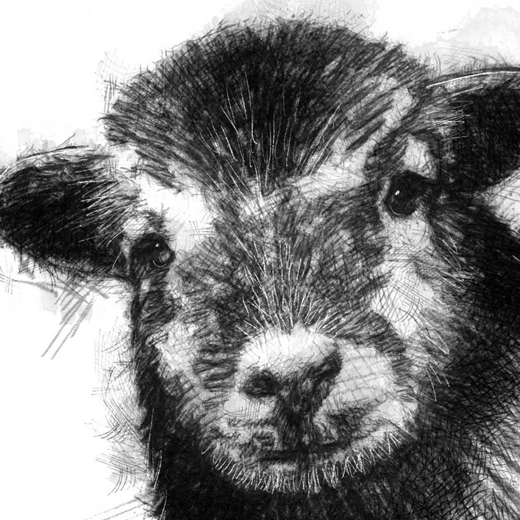 Herdwick Lamb