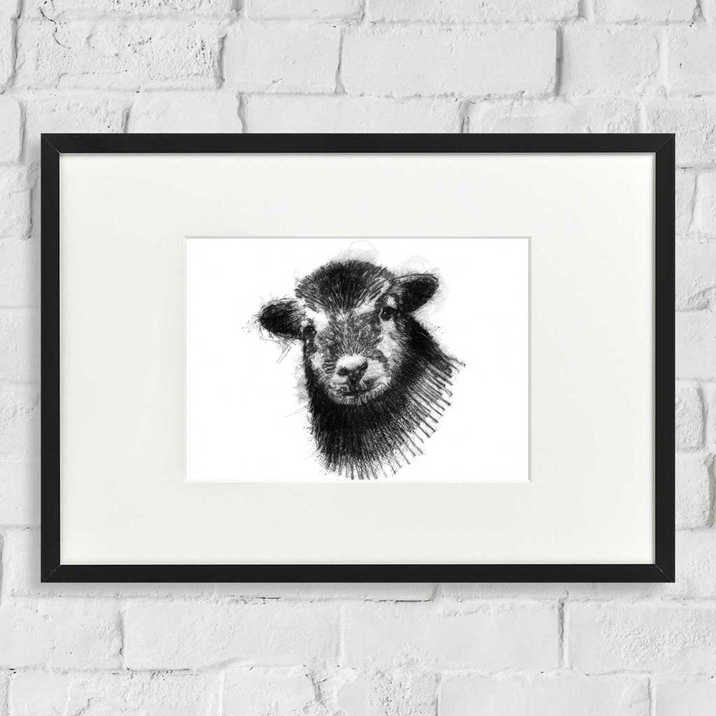Herdwick Lamb