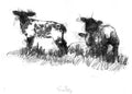 Lambs