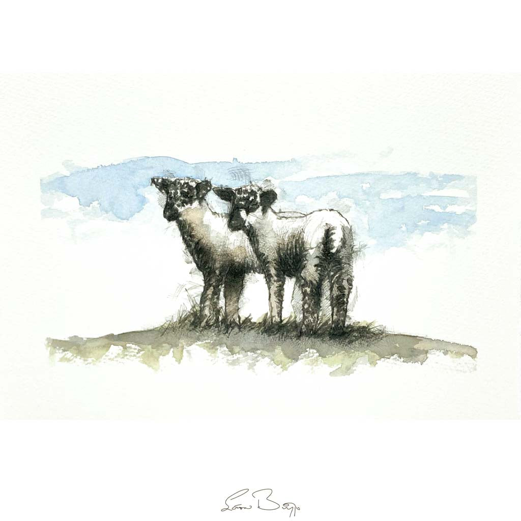 Spring lambs sketch