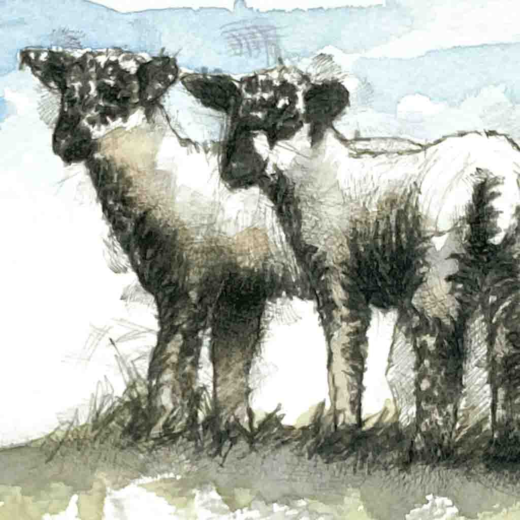 Spring lambs sketch