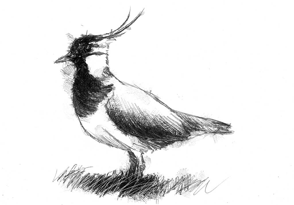 Lapwing