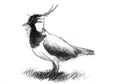 Lapwing