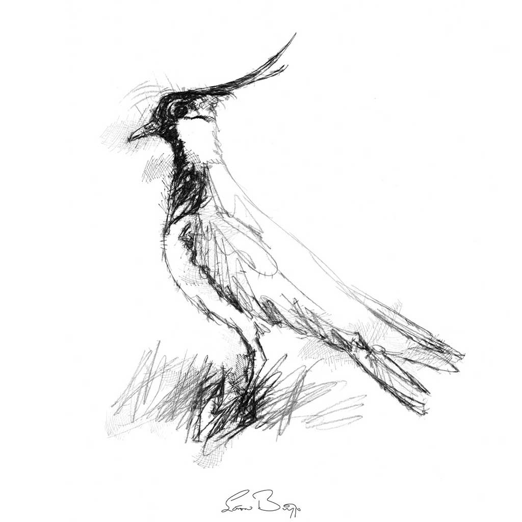 Lapwing