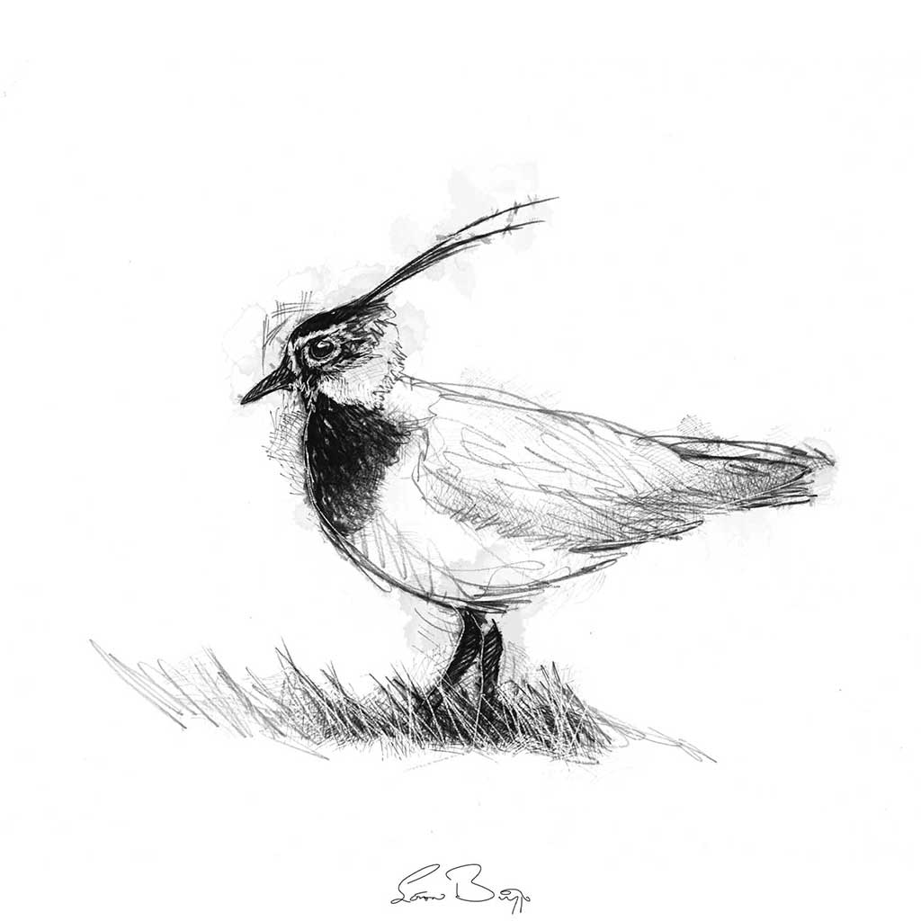 Lapwing bird