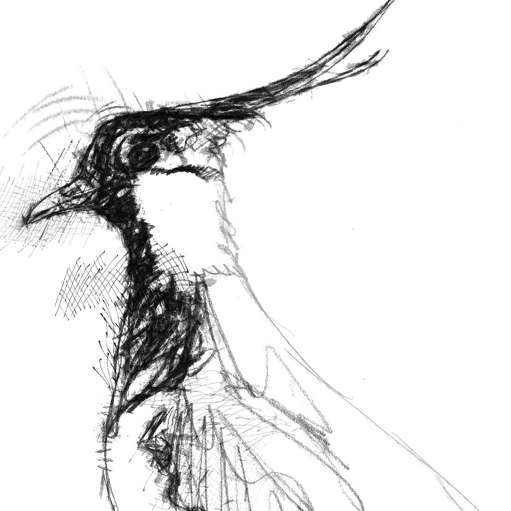 Lapwing