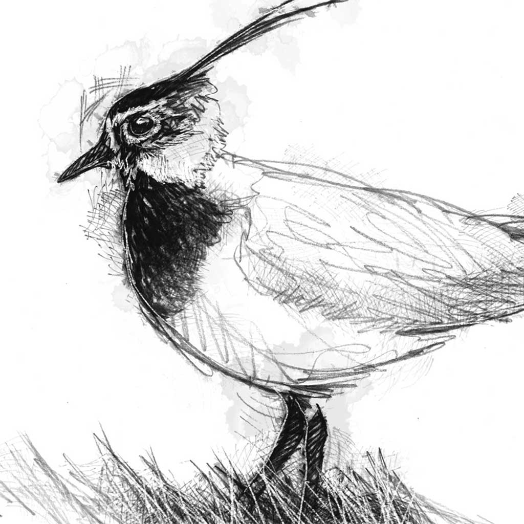 Lapwing bird