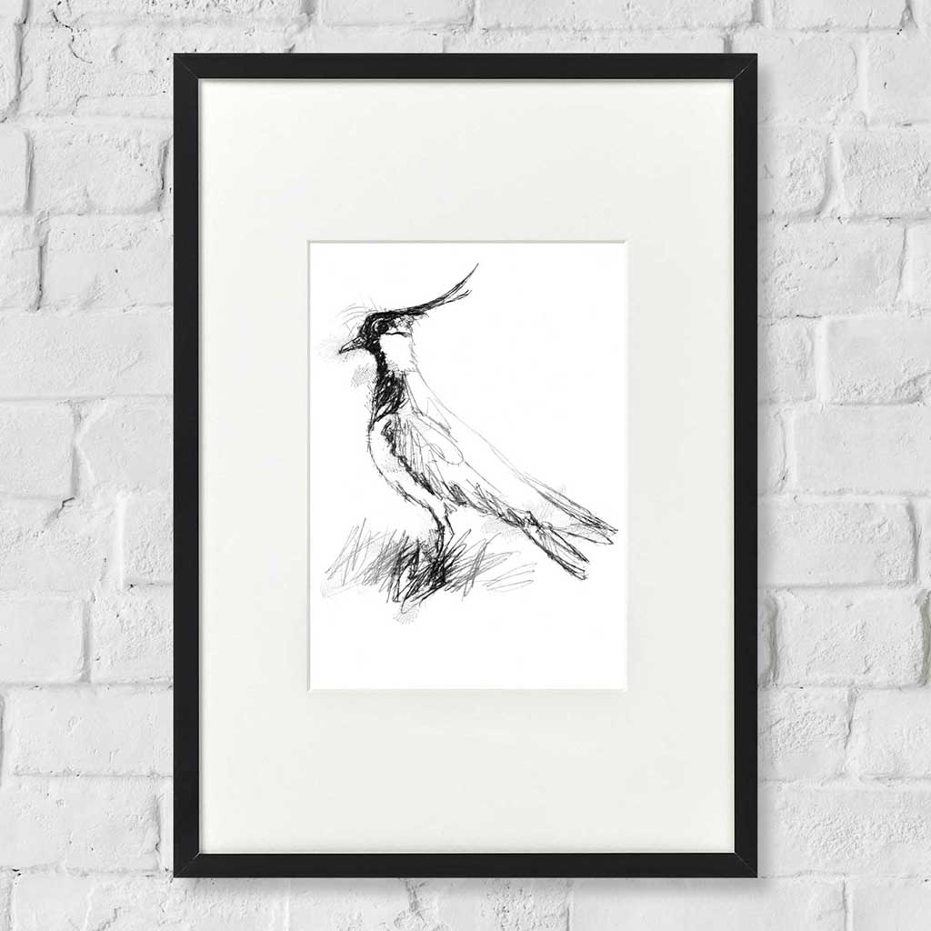 Lapwing