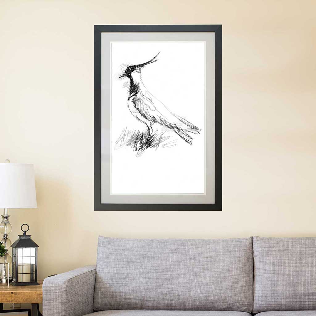 Lapwing
