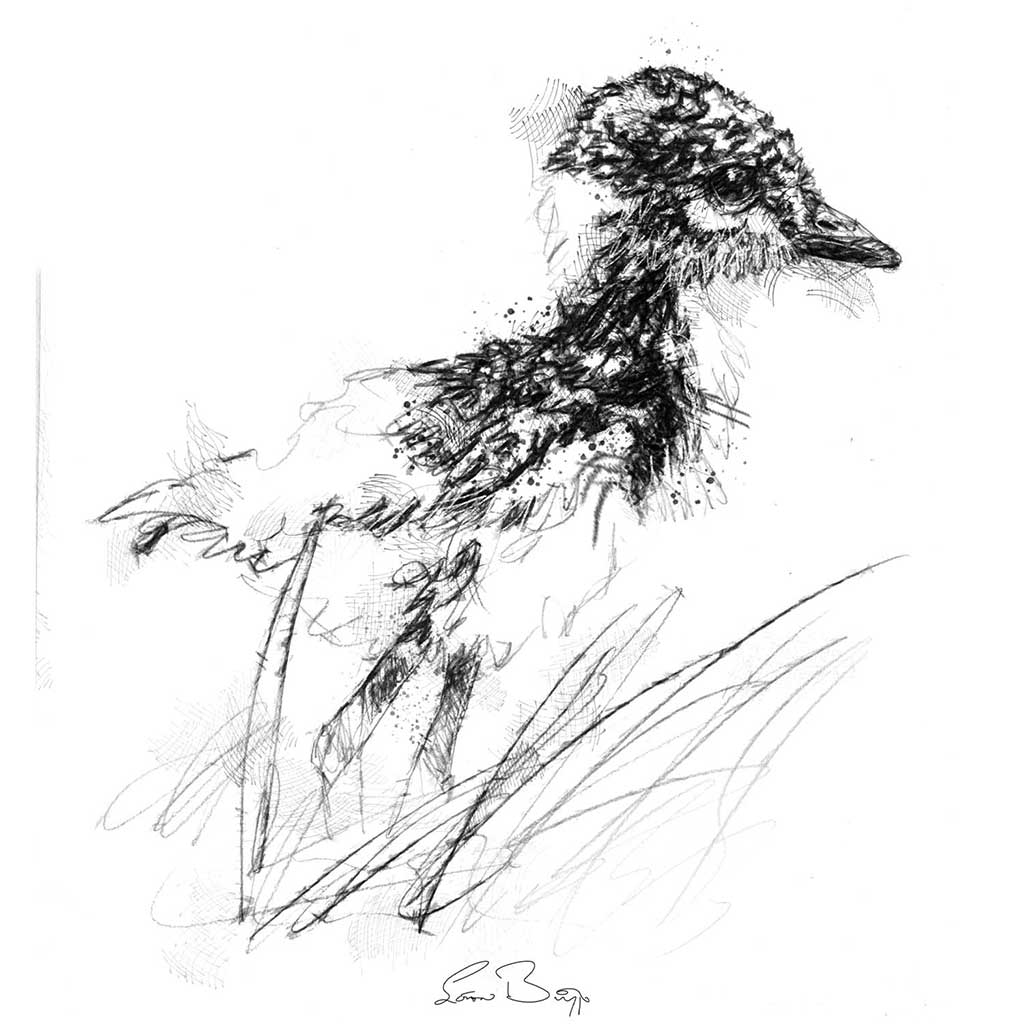 Lapwing chick