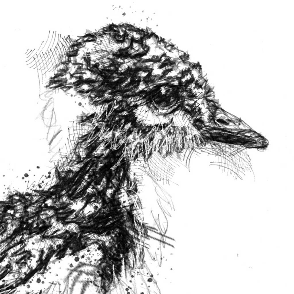 Lapwing chick