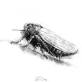 Leafhopper