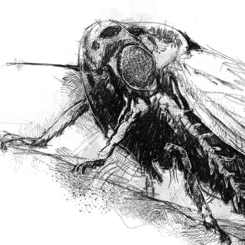 Leafhopper