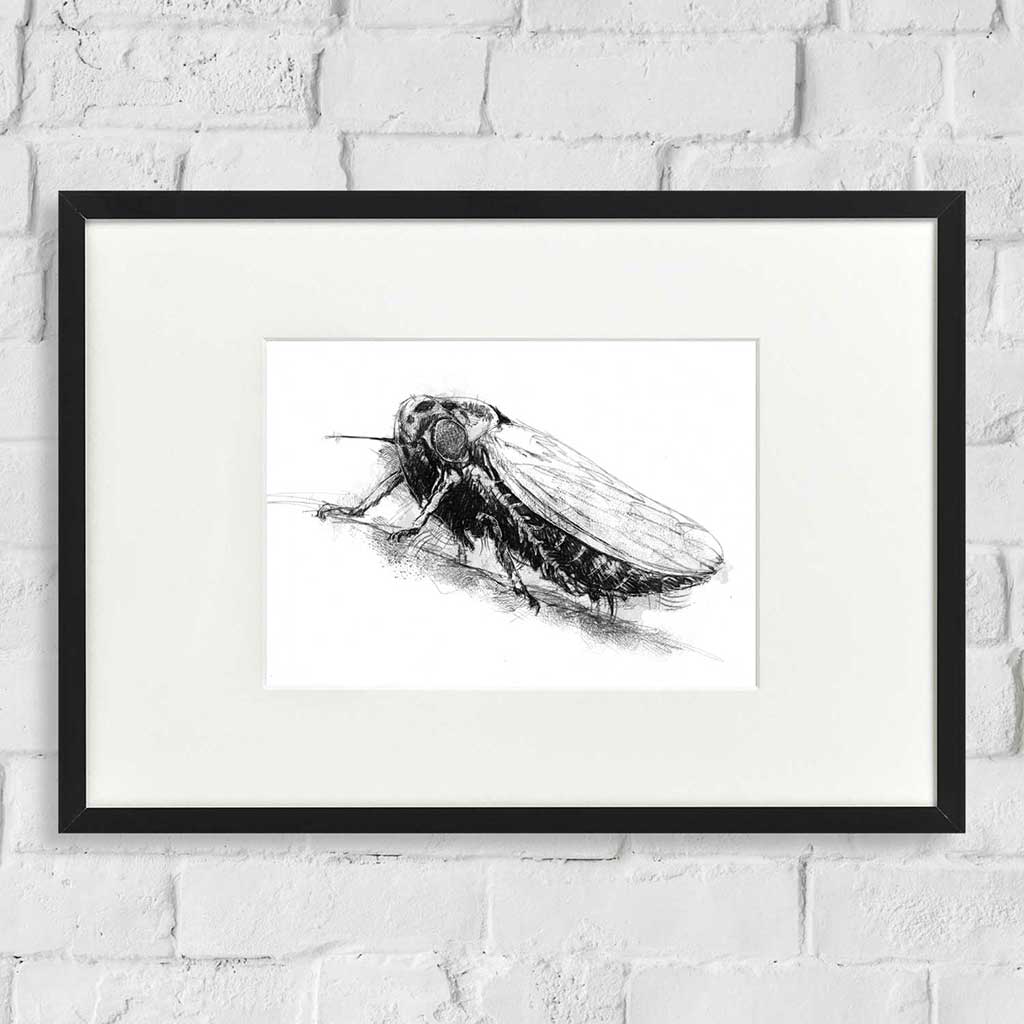 Leafhopper