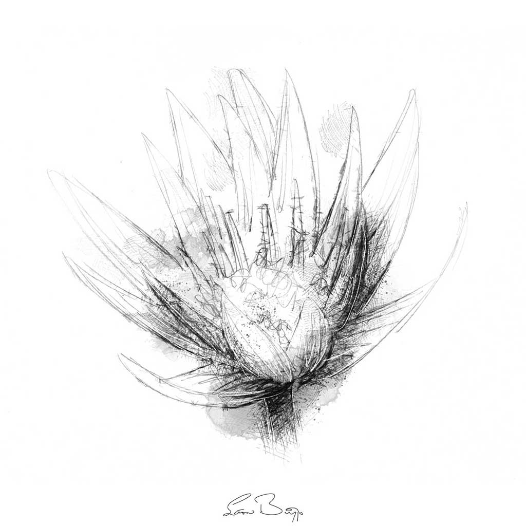 Water lily