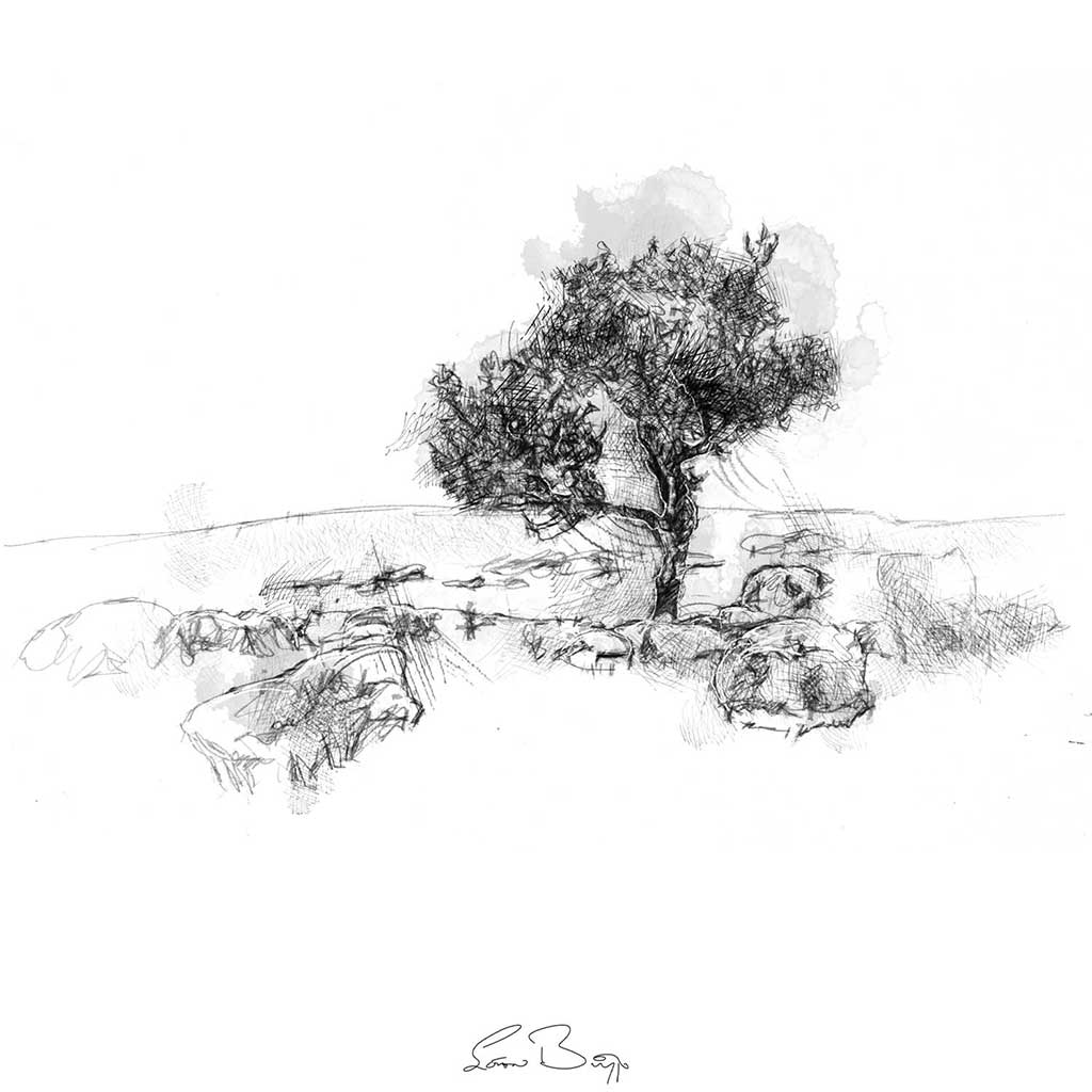 Limestone tree