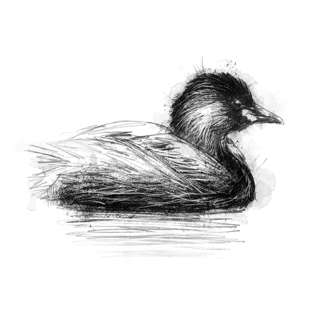 Little grebe - BW Sketch