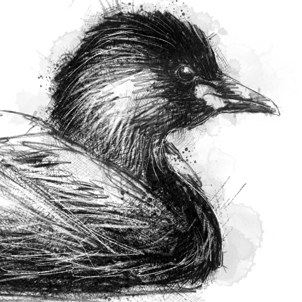 Little grebe - BW Sketch