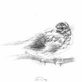 Little bunting