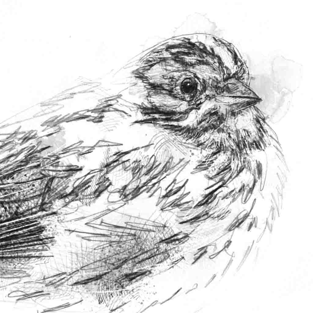 Little bunting