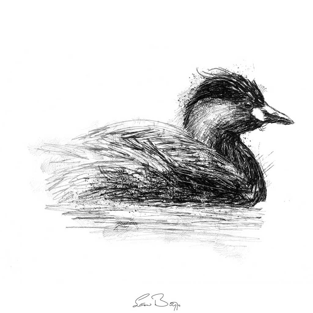 Little grebe