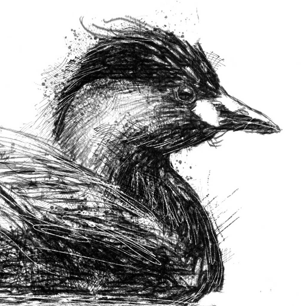 Little grebe