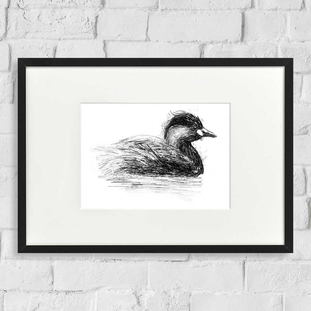 Little grebe