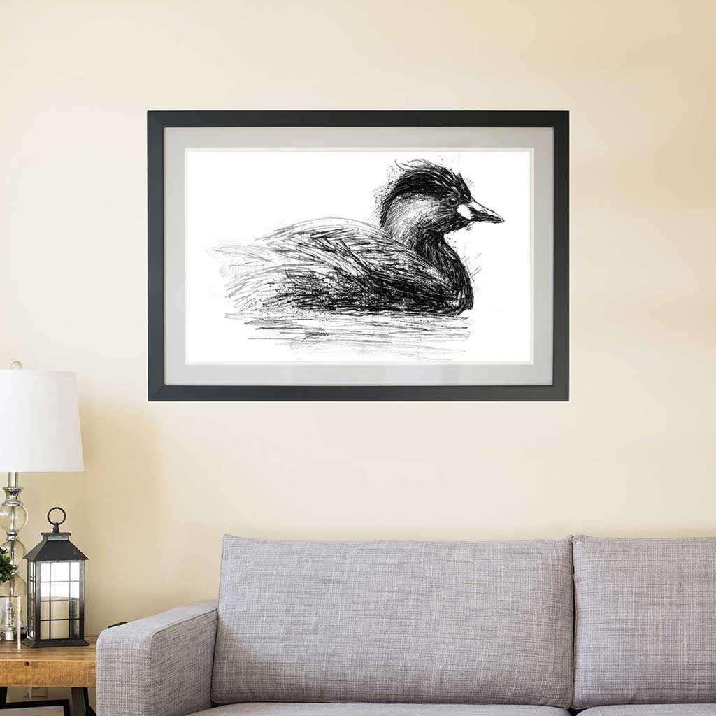 Little grebe