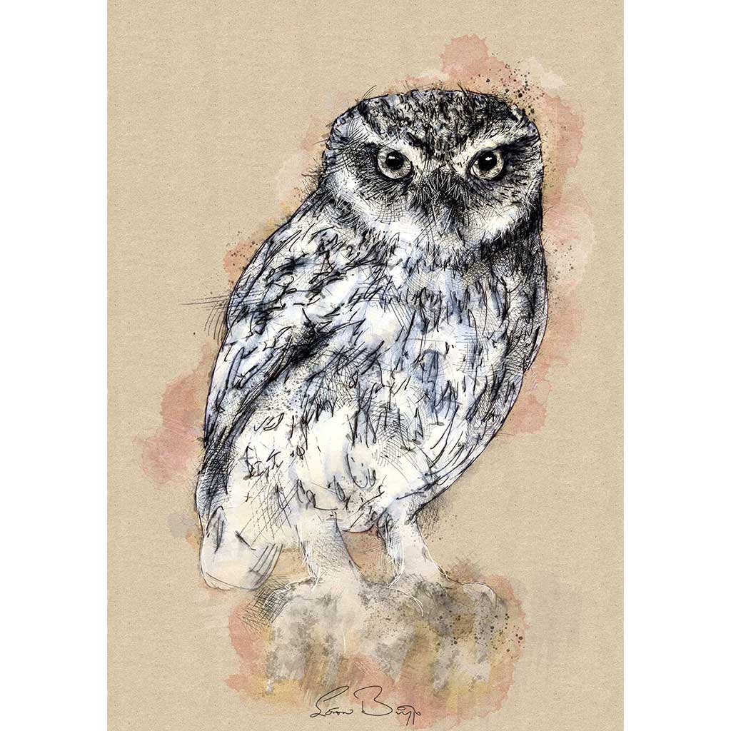 Little owl