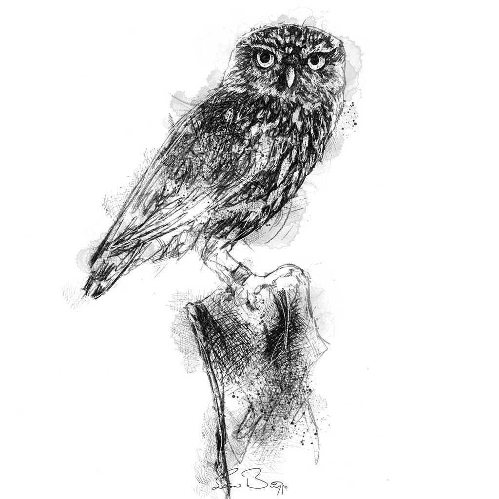 Little owl