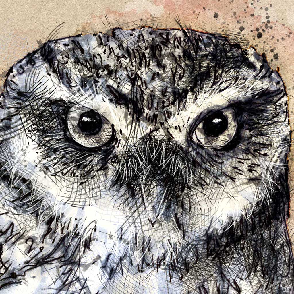 Little owl
