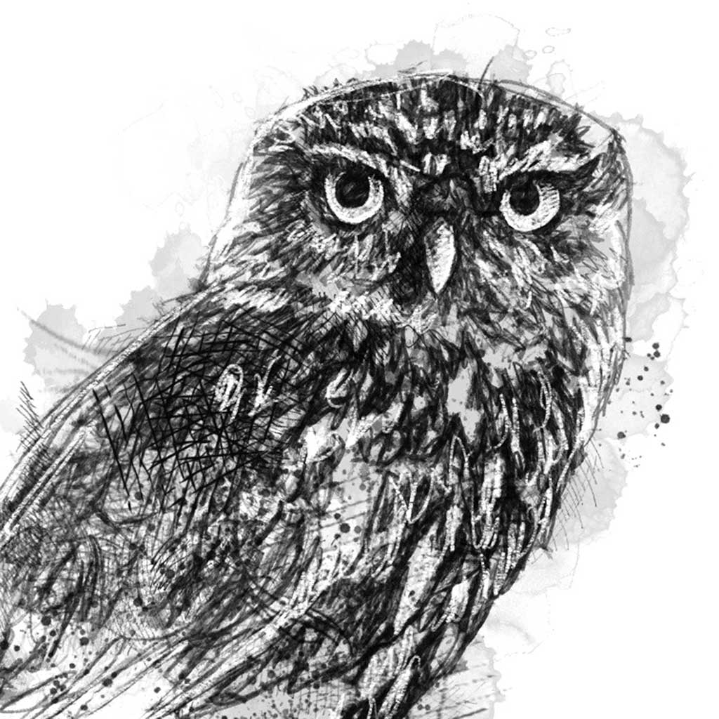 Little owl