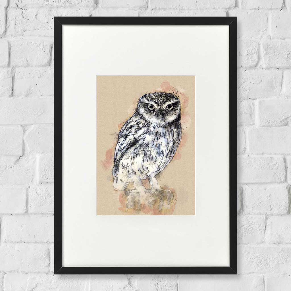 Little owl