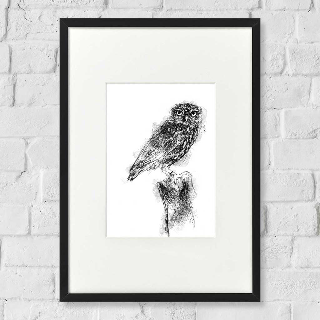 Little owl