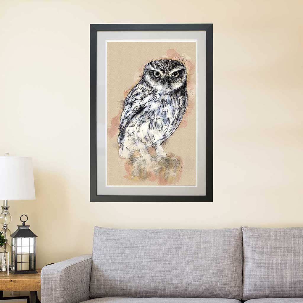 Little owl