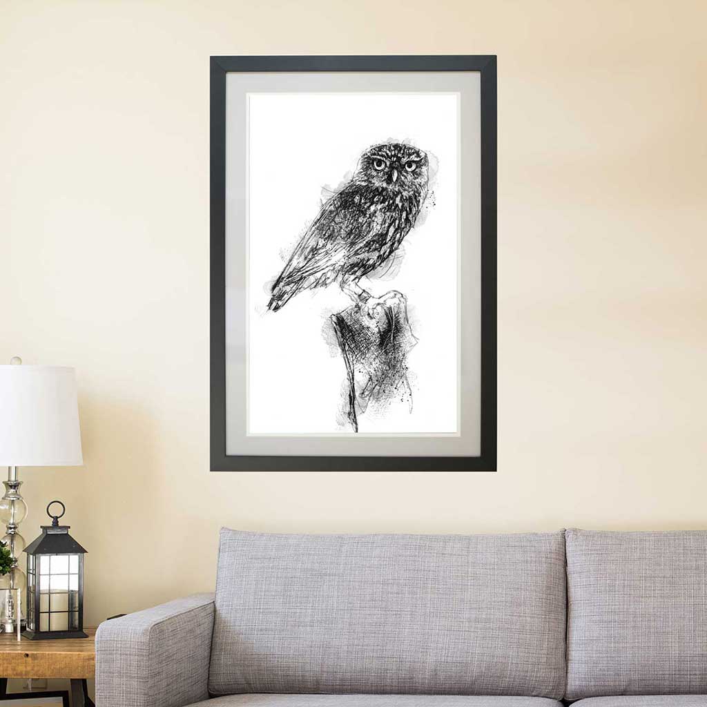 Little owl