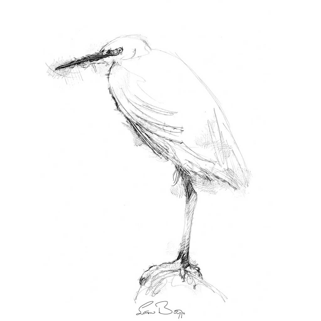 Little egret